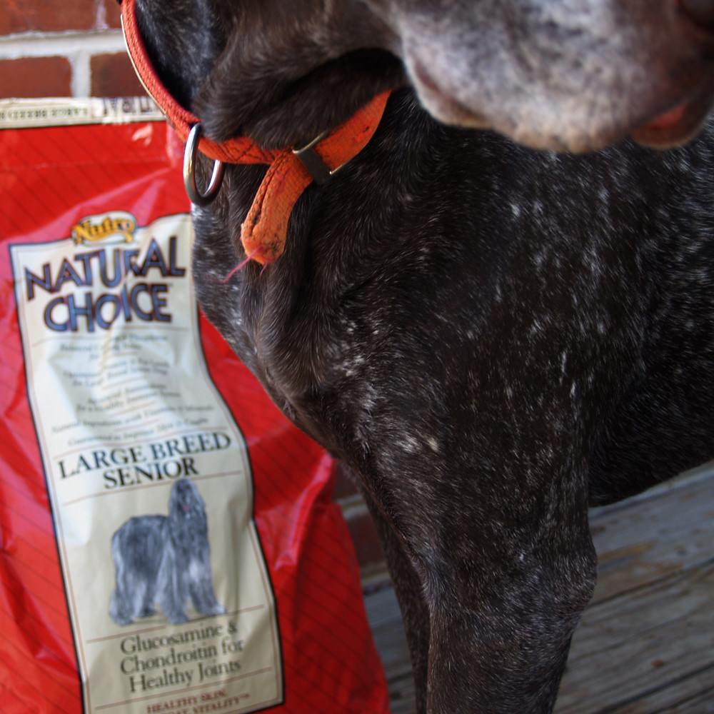 dog brain-health scene