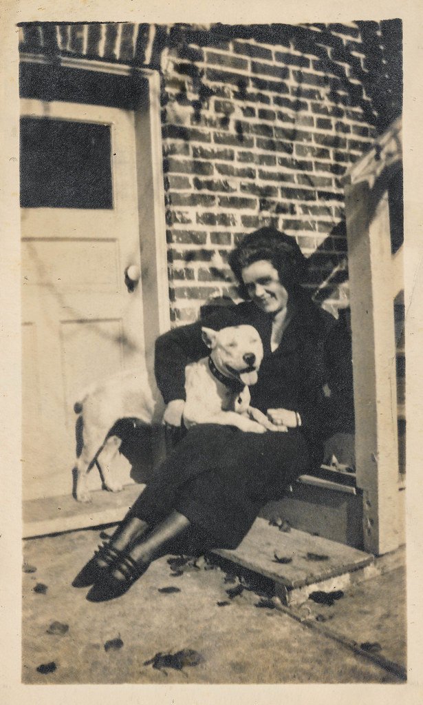 Senior dog resting at home